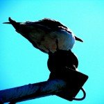 Sea Gull on a Perch